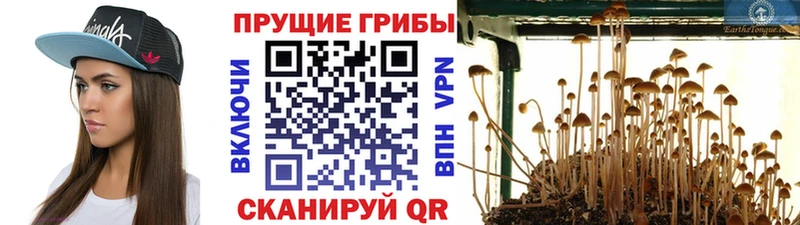 Псилоцибиновые грибы мицелий Шенкурск
